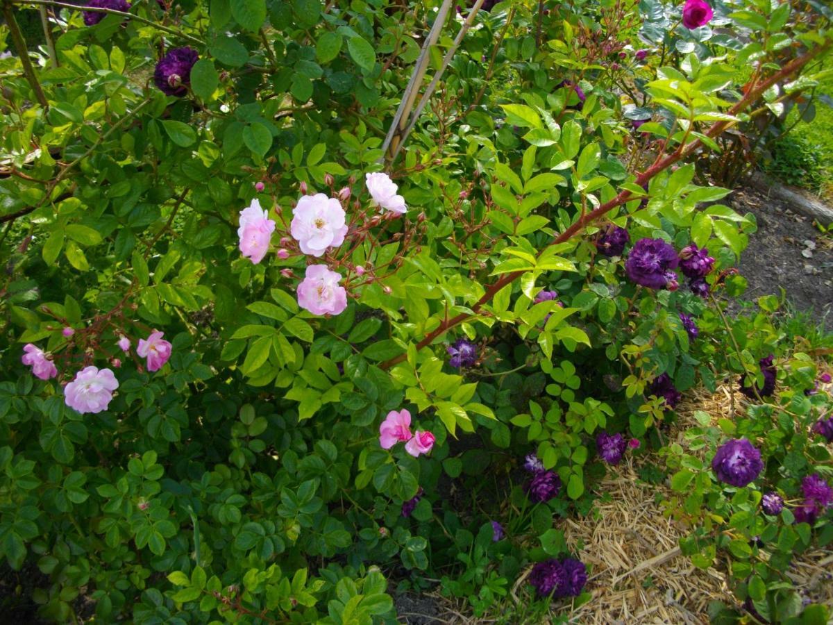 Bed and Breakfast Au Bois Dormant Huby-Saint-Leu Exterior foto